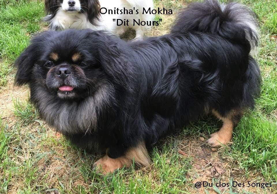 ONITSHA'S Mokha ''dit nours''